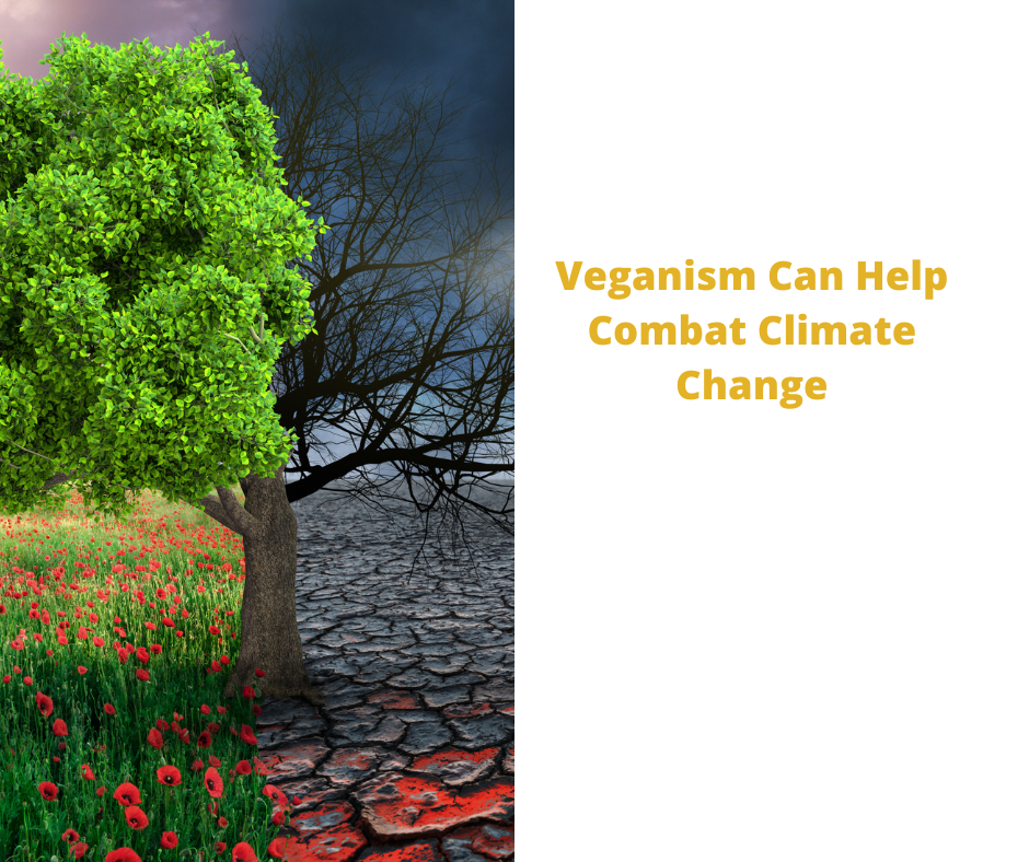Veganism Can Help Combat Climate Change