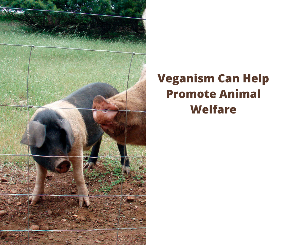Veganism Can Help Promote Animal Welfare