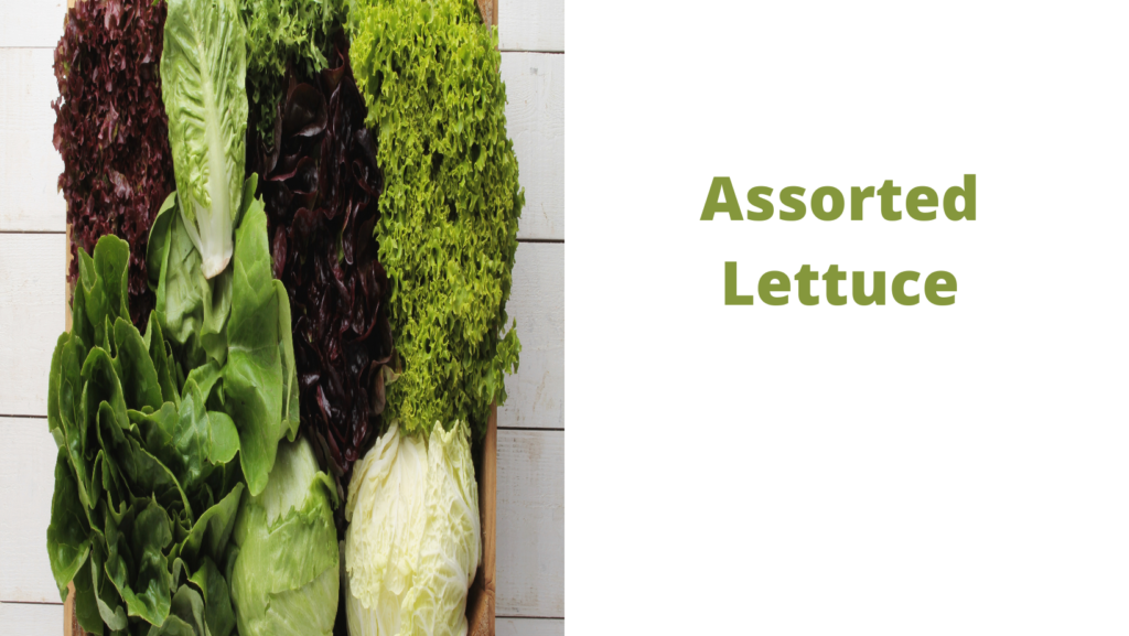 Assorted Lettuce
