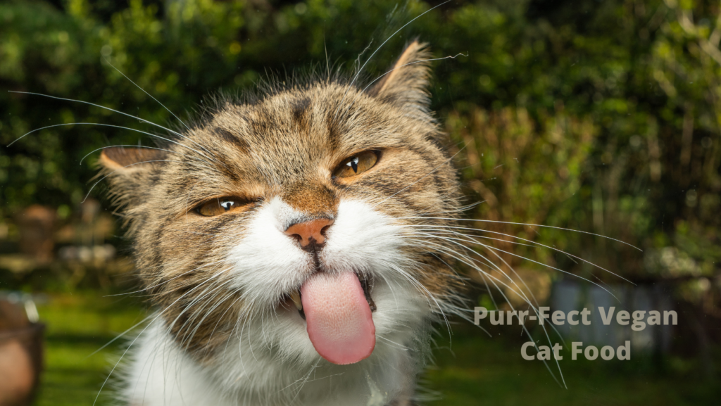 Purr-Fect Vegan Cat Food