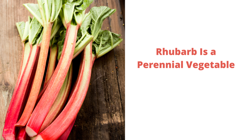 Rhubarb Is a Perennial Vegetable