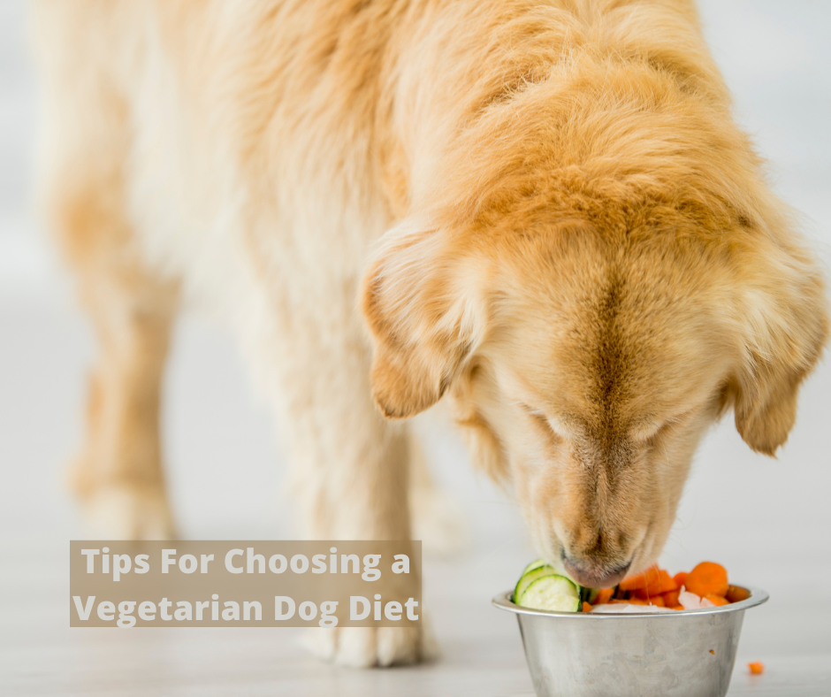 Tips For Choosing a Vegetarian Dog Diet