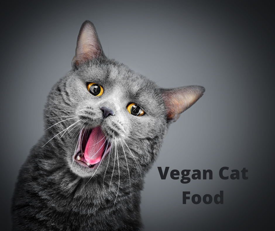 3 Important Facts You Should Know Before Giving Your Cat Vegan Cat Food