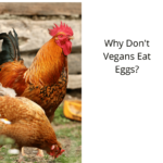 Why Don't Vegans Eat Eggs?