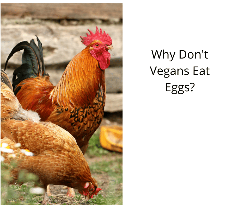 Why Don’t Vegans Eat Eggs?