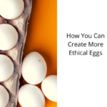 How You Can Create More Ethical Eggs