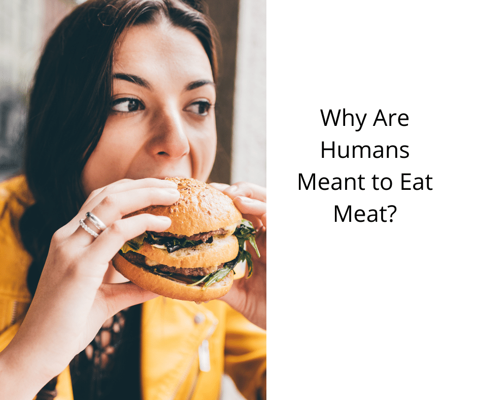 Why Are Humans Meant to Eat Meat?