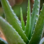 Is Aloe Vera a Plant?