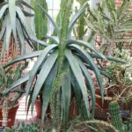 Flower Aloe Vera Benefits