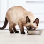 Feline Nutrition - How Much Raw Per Day to Feed Your Cat