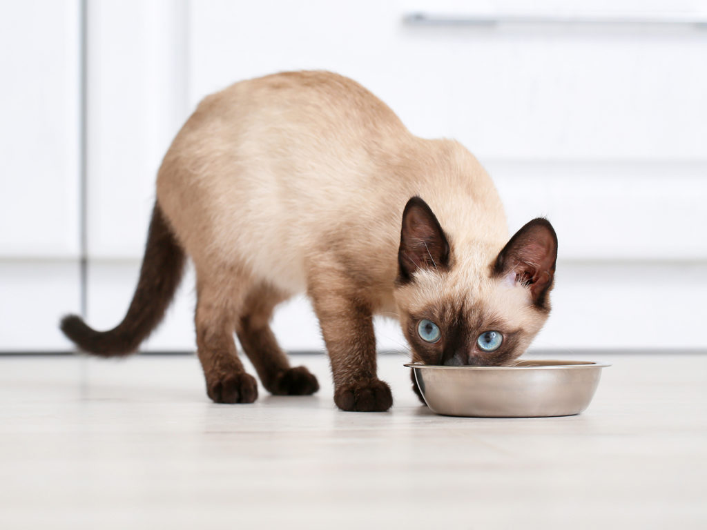 Feline Nutrition – How Much Raw Per Day to Feed Your Cat