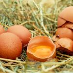 How is Biotin Bioavailability Affected by Raw Egg Consumption?