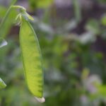 Nutrition Facts About Sugar Snap Peas