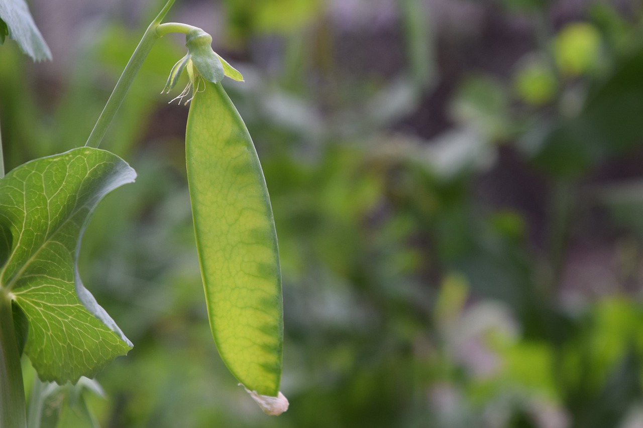 Nutrition Facts About Sugar Snap Peas