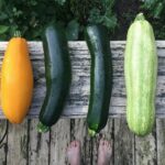 Can Nutrition in Raw Summer Squash Help You Lose Weight?