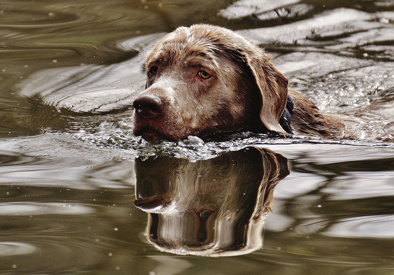 Dog swimming in river