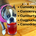 how-much-cranberry-juice-can-i-give-my-dog-for-uti.png