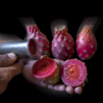 how-to-juice-a-prickly-pear.png