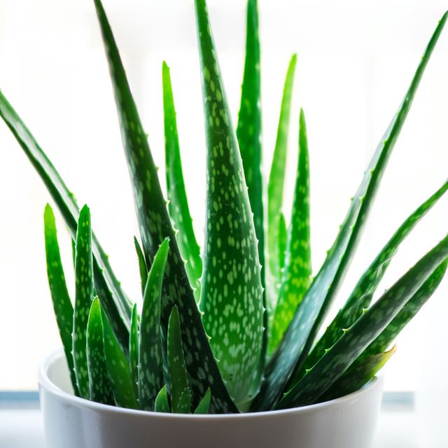 what is aloe vera plant