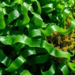 seaweed sea moss nutrients