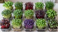 top countertop microgreens kits
