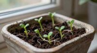 home sprouting resurgence importance