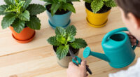 8 Best Flowering Houseplants in 2026
