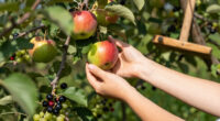 Apples, Grapes And ... Seaberries? Inside A Boston Food Forest Harvest - WBUR