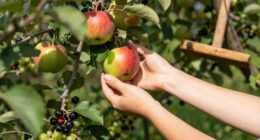 Apples, Grapes And ... Seaberries? Inside A Boston Food Forest Harvest - WBUR